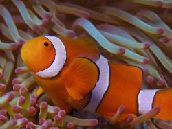 False Nemo-Great barrier reef. 5060 Tetra housing by Joshua Miles 